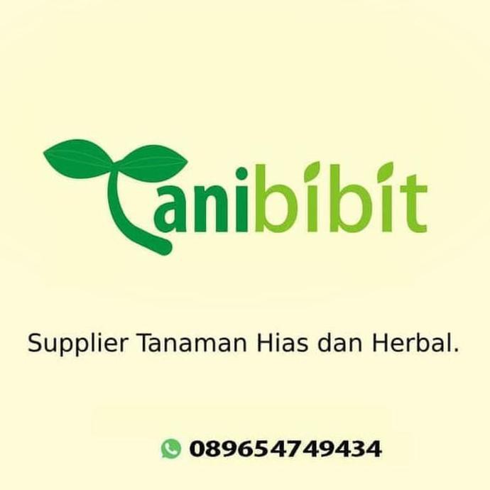 *_@ kw1 bibit anggur merah red prince - pohon buah anggur merah asli