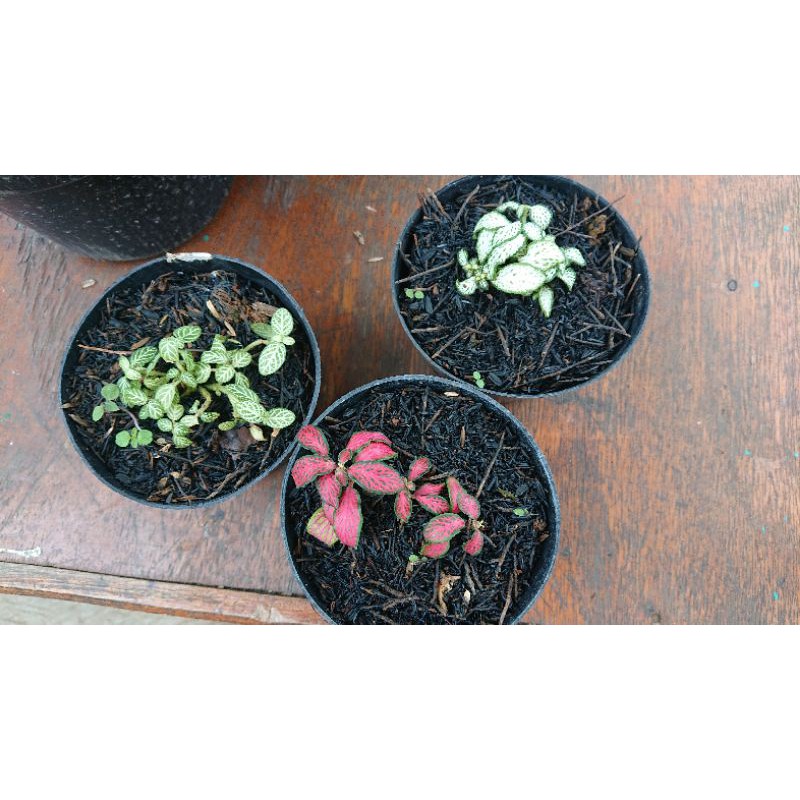 Bunga Fittonia Import.