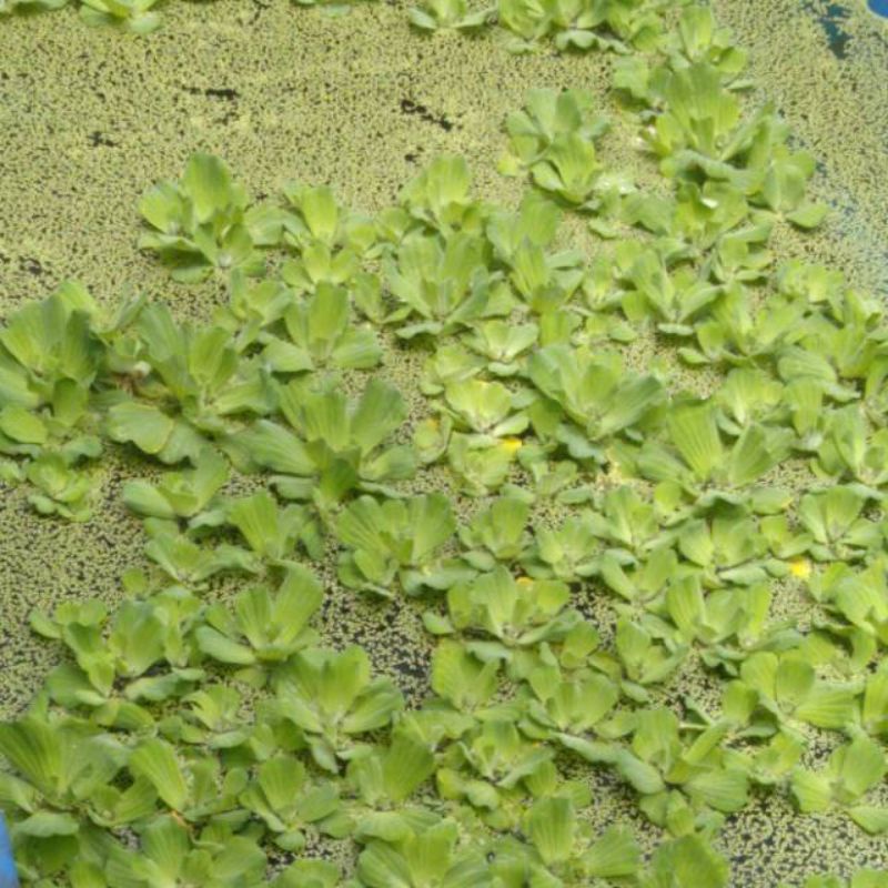 Tanaman Air Mata Lele Image