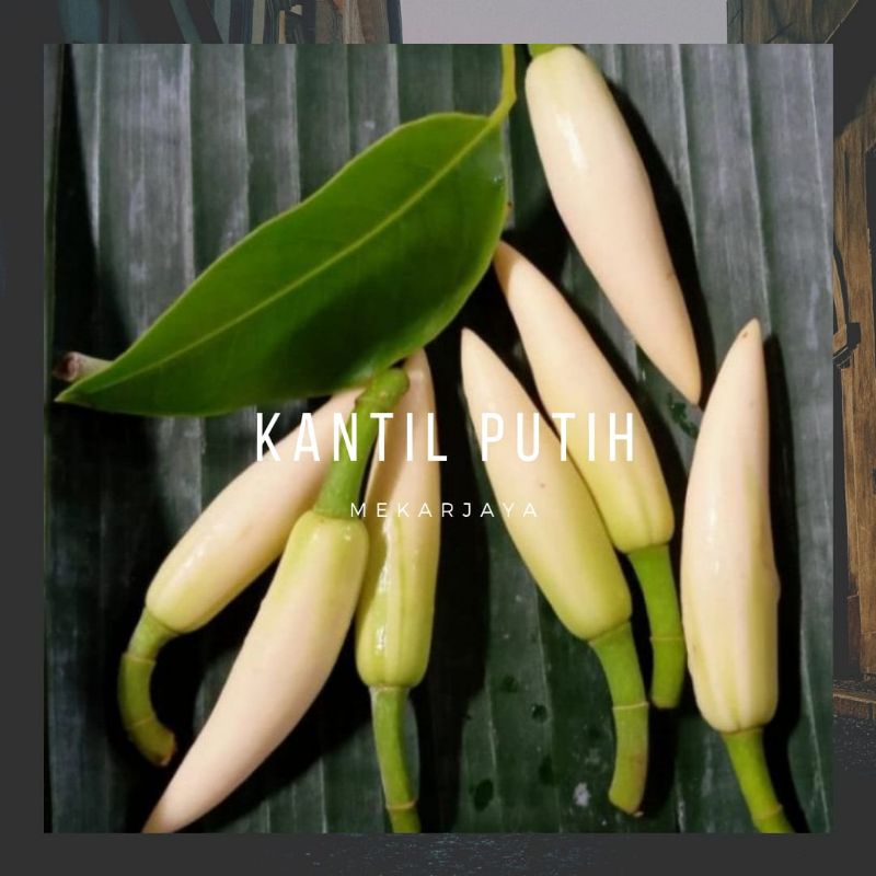 bunga kantil putih segar cempaka putih
