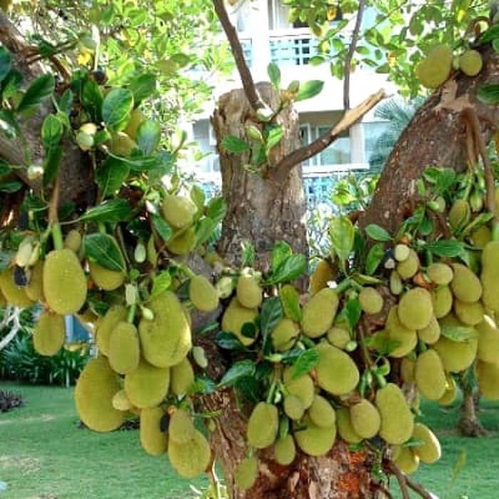 Bibit Nangka Sayur asal Okulasi