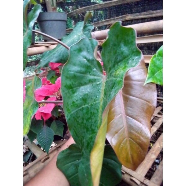 PAKET PHILODENDROM Philo Mayoy dan Pink Dark Lord