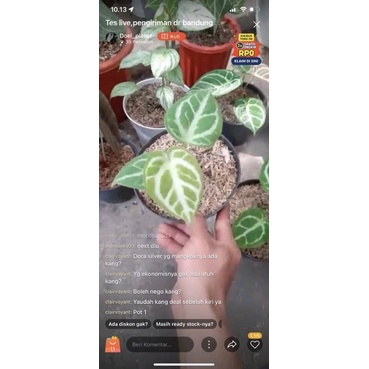 Anthurium Dorayaki silver