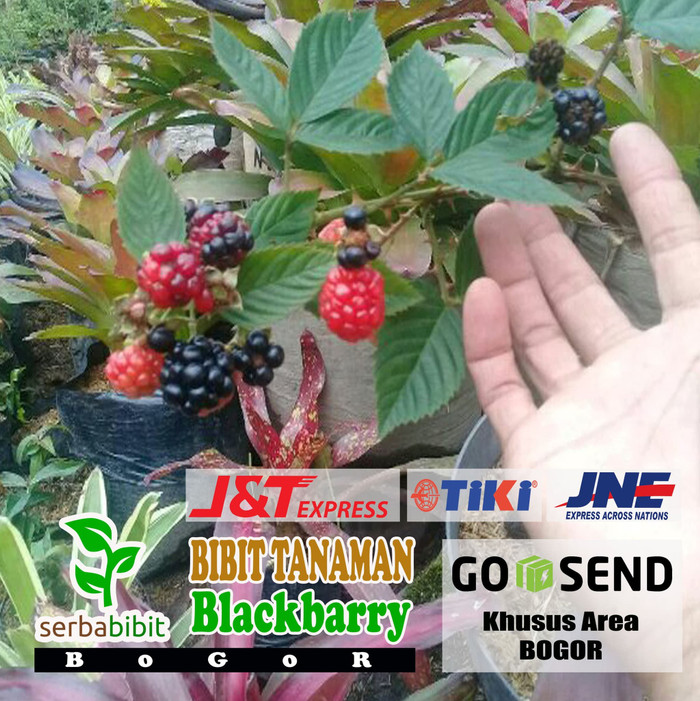 Pohon Buah Blackberry Sudah Berbuah Bibit Tanaman Favorite Manis