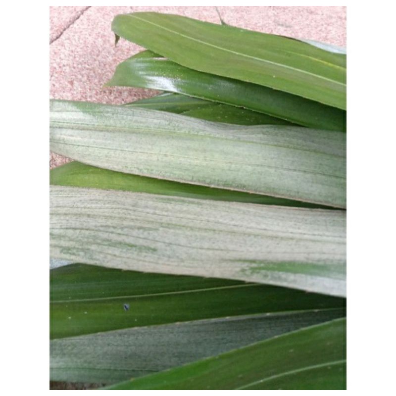 

Daun pohon salak segar paket 1 kg / obat wasir /obat ambeien