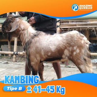 

Qurban Kambing Premium Amanah Syar'i Sejabodetabek Besar Bobot 41 - 45kg