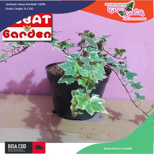 Ivy Variegata Papper - English Ivy