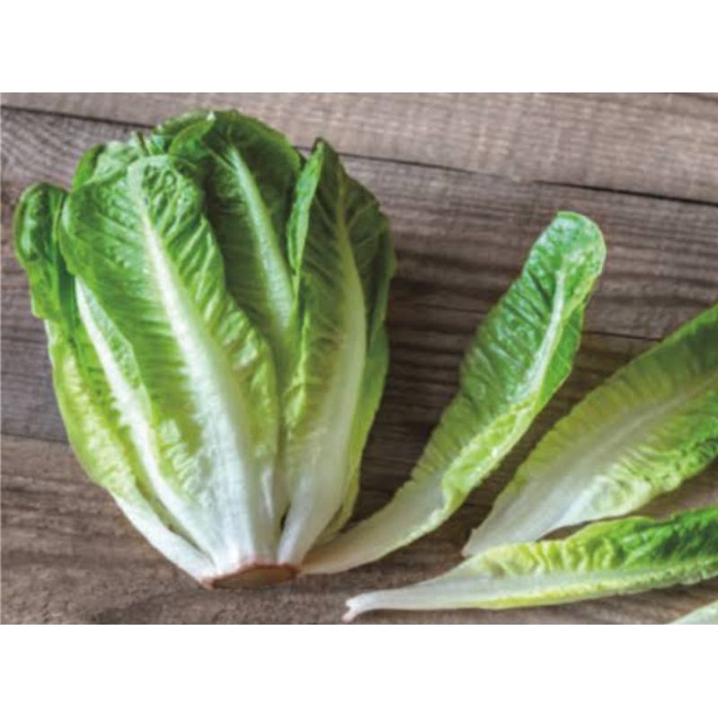 

Lettus romen fresh per 250gram