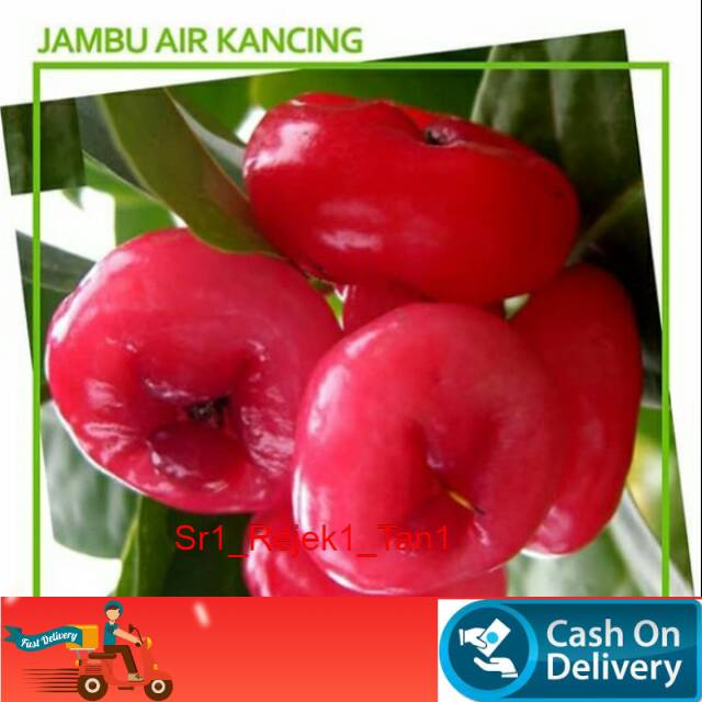 Bibit buah jambu air kancing Bibit buah jambu air okulasi