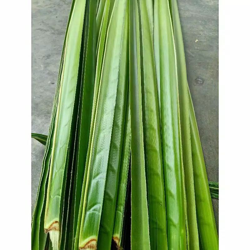 

Daun kelapa hijau 1kg