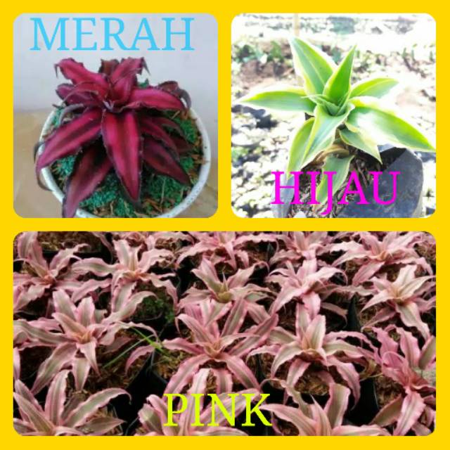 Tanaman hias - bibit bunga paket chriptantus