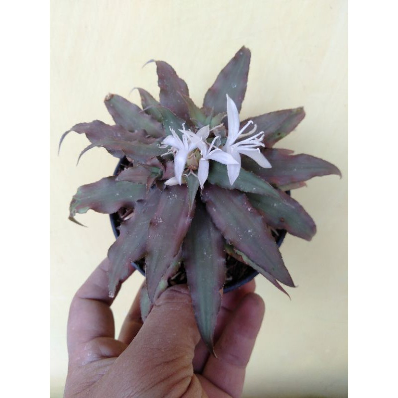 Tanaman Cryptanthus acaulis (earth star)