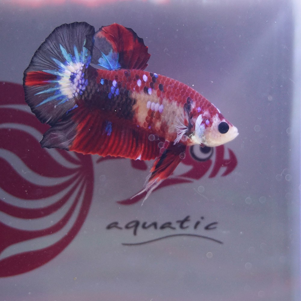 cupang male plakat koi galaxy jantan DES