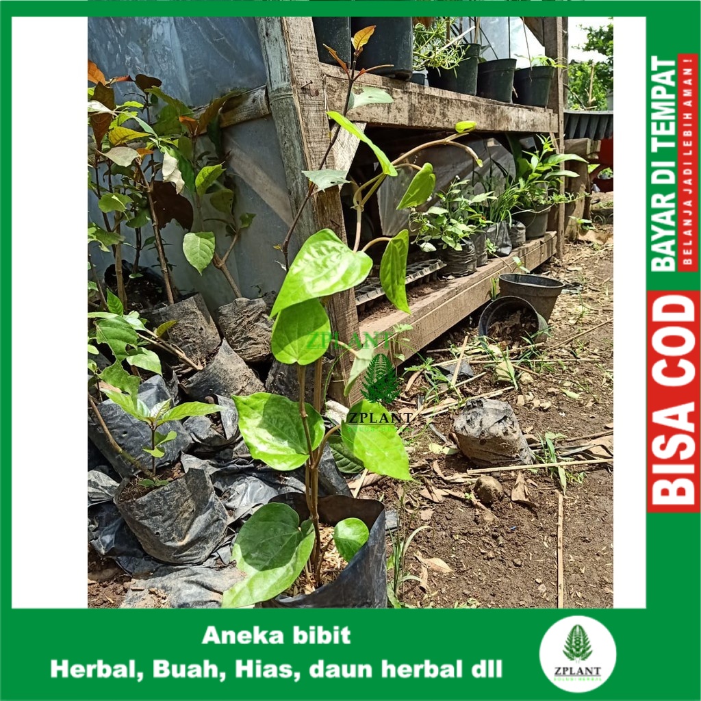 Bibit Sirih Hijau Pohon Sirih Hijau Bibi Daun Sirih Hijau Pohon Daun Sirih Hijau Merambat