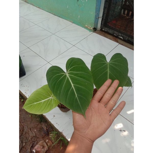 gloriosum - philodendron gloriosum - tanaman hias gloriosum - sesuai foto 2-3 daun - murah