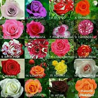 MURAH PAKET MAWAR 10 POHON MAWAR IMPORT