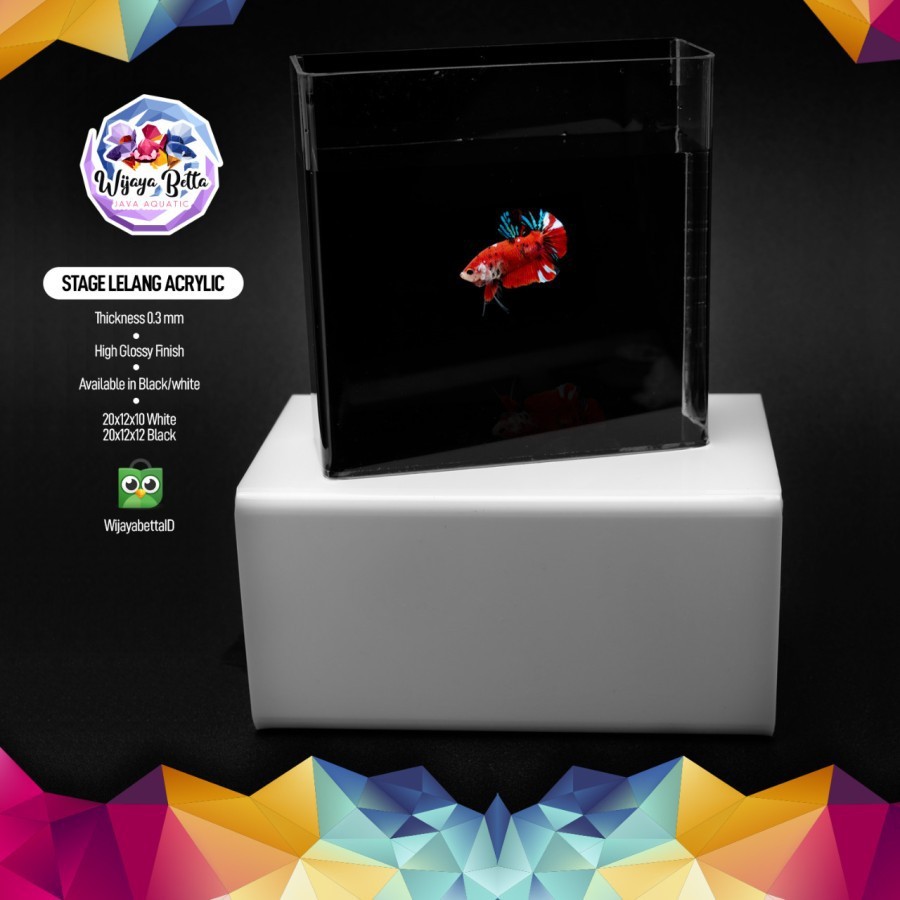 Stage Lelang Cupang Acrylic - Putih