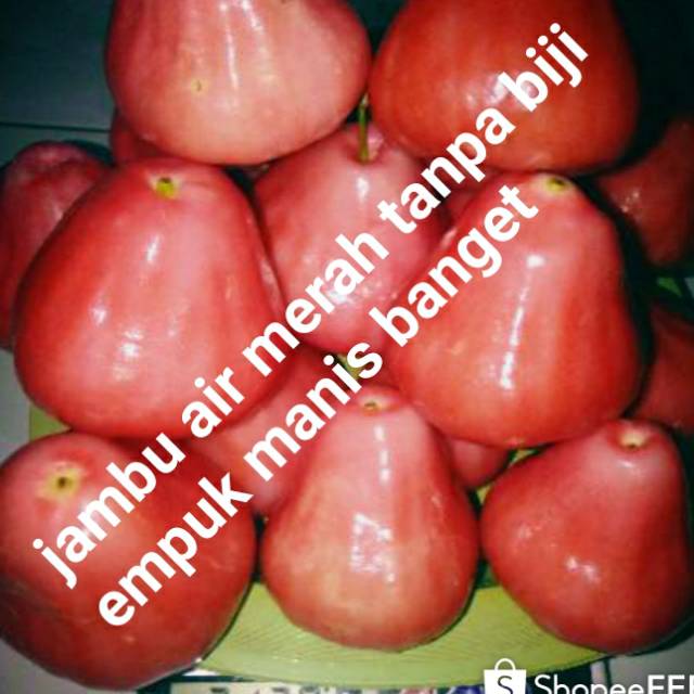 

Jambu Air merah 1 kg jumbo empuk manis