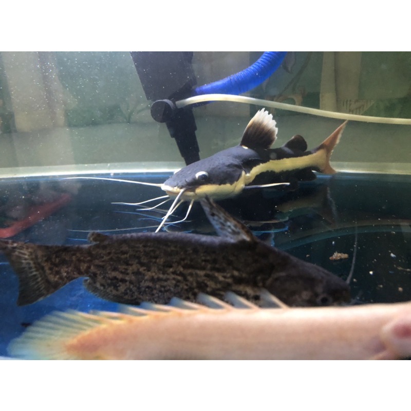 Ikan RTC Jumbo Besar dan Kawan Kawan