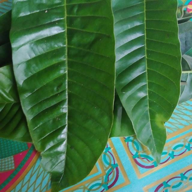 

Jual daun nona Sri kaya fresh segar