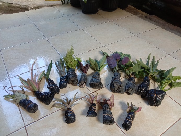 Calathea Ornata Sanderiana /bibit Tanaman Hias Bunga Kalatea