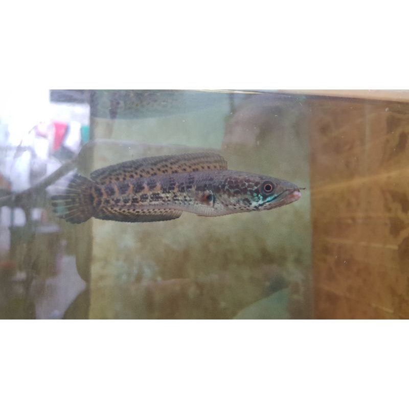 Jual channa auranti | Shopee Indonesia