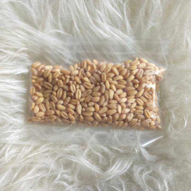 Benih rumput gandum, rumput kucing wheatgrass