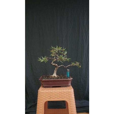 Bonsai Ficus African | Bonsai Picus Calfornia Sudah Jadi | Bonsai Beringin California siap pajang