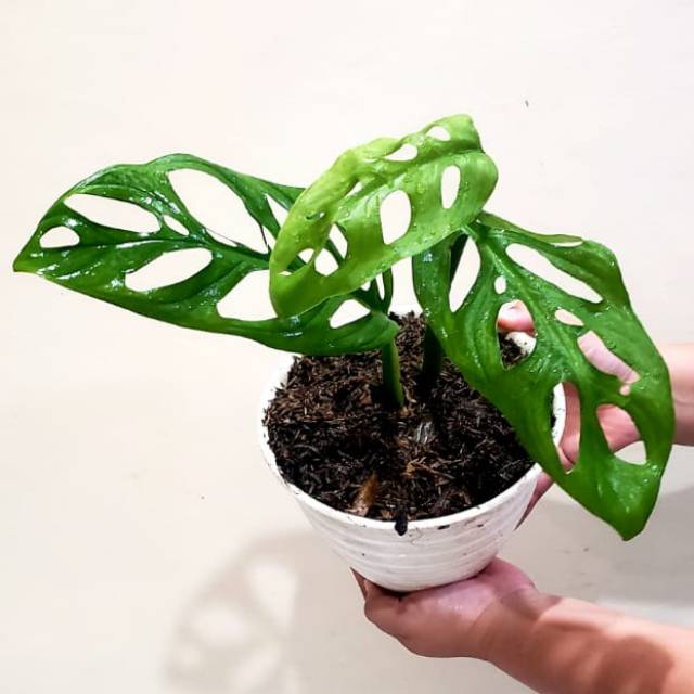 Tanaman hias Janda bolong (jenis daun besar)