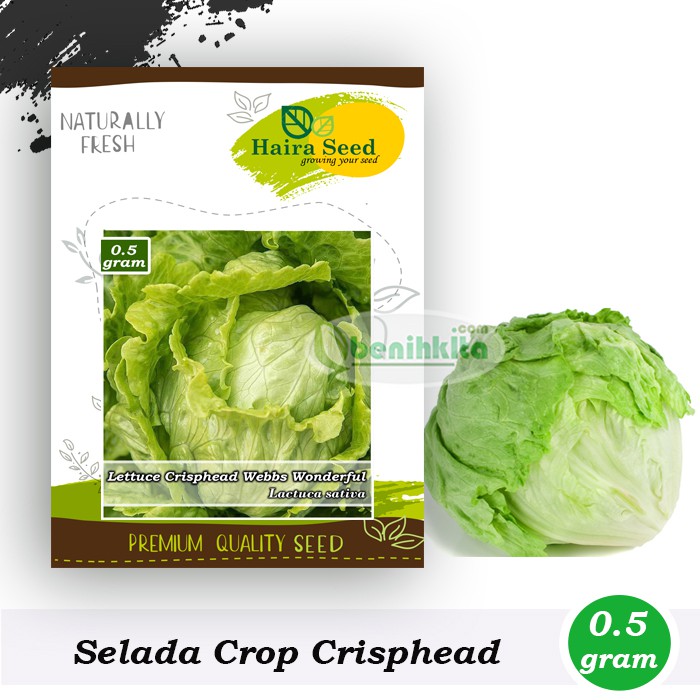 Benih-Bibit Selada Crop Webbs Wonderful (Haira Seed)