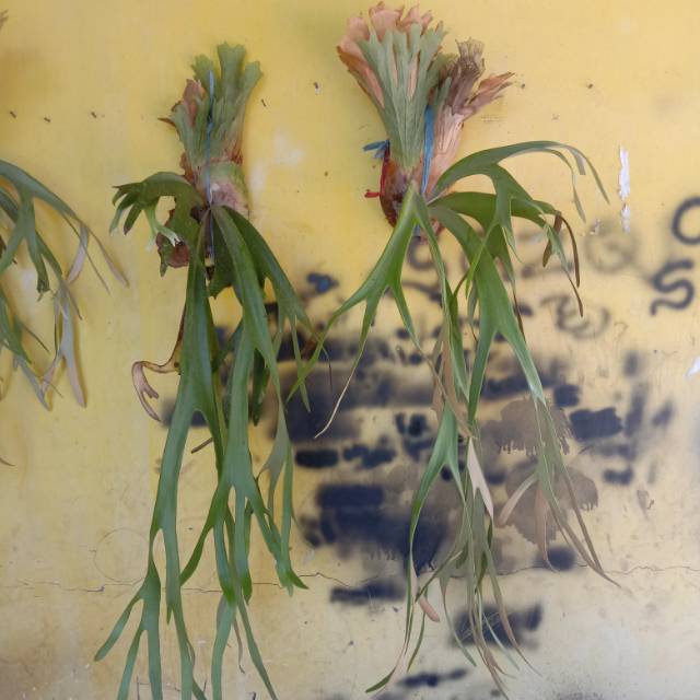 simbar menjangan (tanduk rusa)
