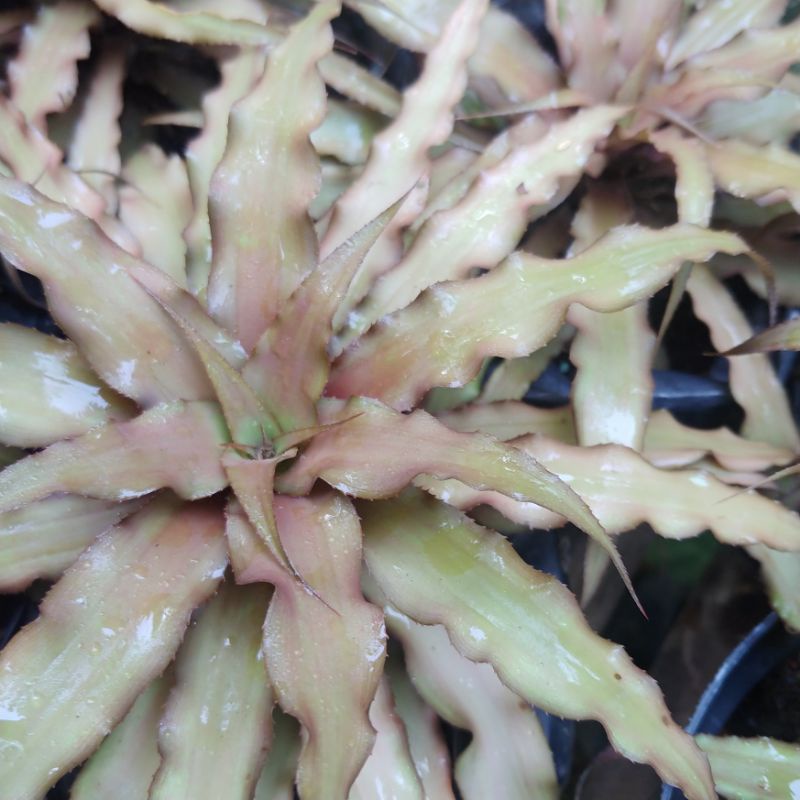 Cryptanthus Acaulis