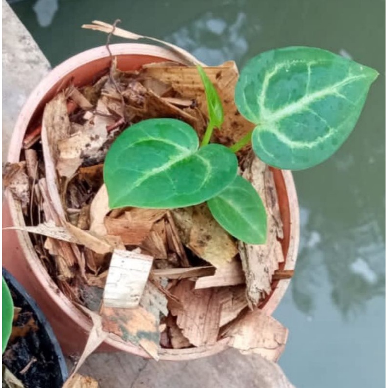 Kuping Gajah mangkok Dorayaki silver 3-5 daun