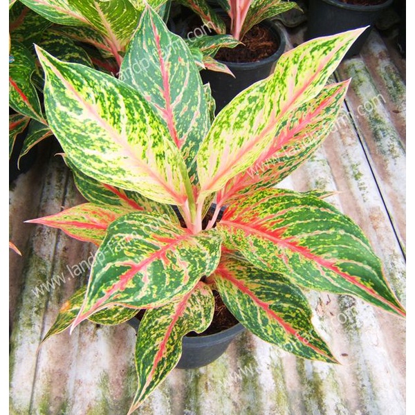 aglonema /aglonema murah/aglonema comutatum/aglonema/aglonema varian
