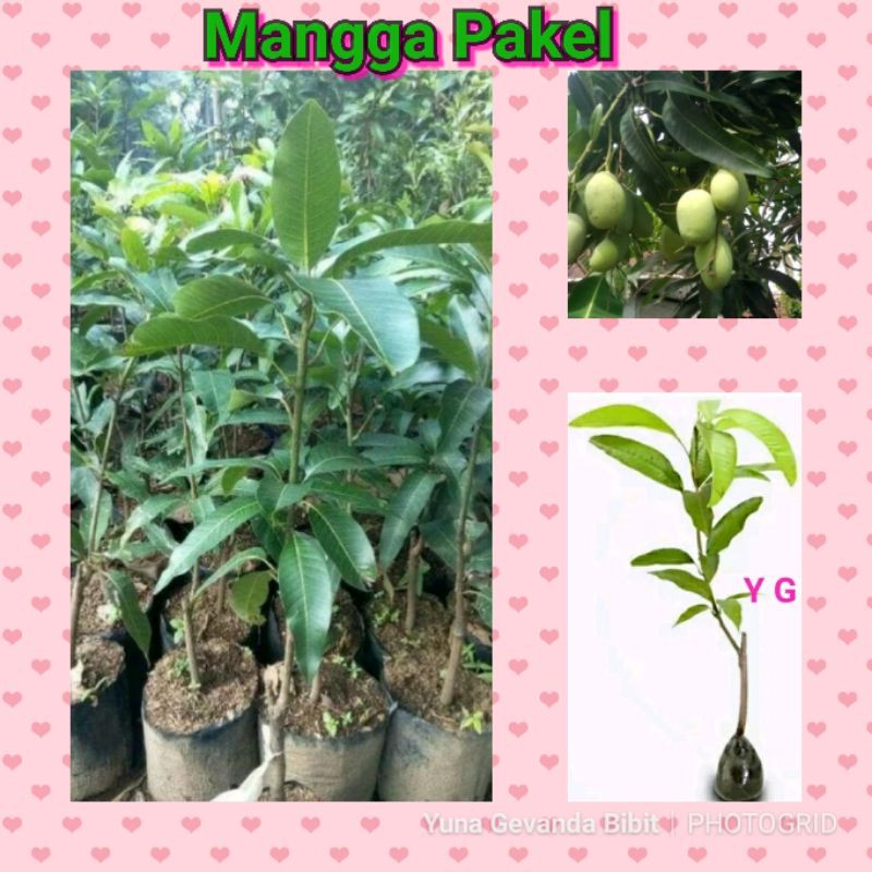 Bibit Tanaman Buah Mangga Pakel