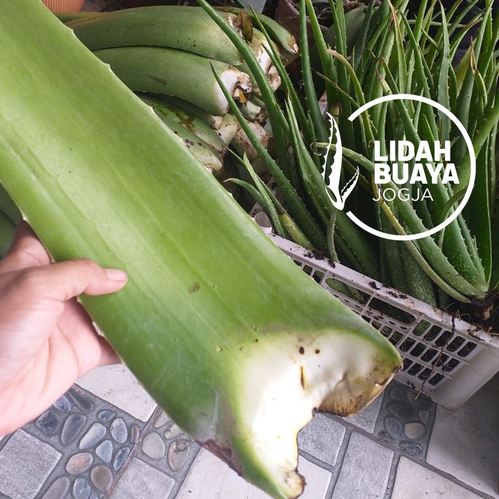 

Pelepah Lidah Buaya
