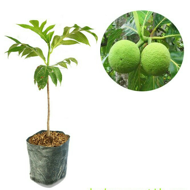 

SUKUN MADU