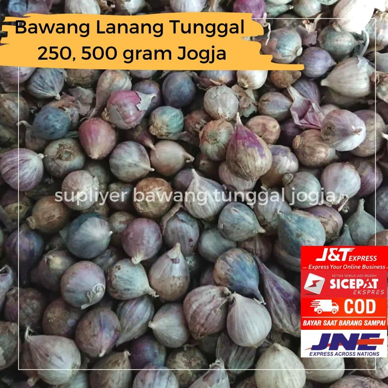 

Bawang Putih Tunggal 1 kg Murah Ukuran Sedang