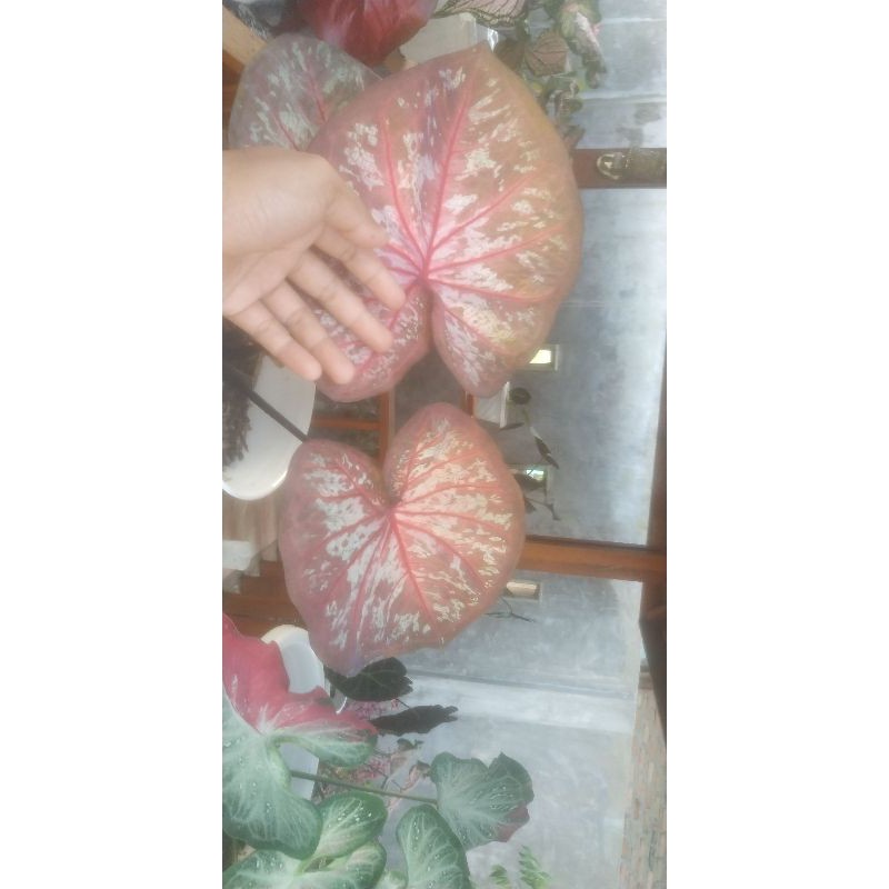 bibit keladi import cangwad thailand series