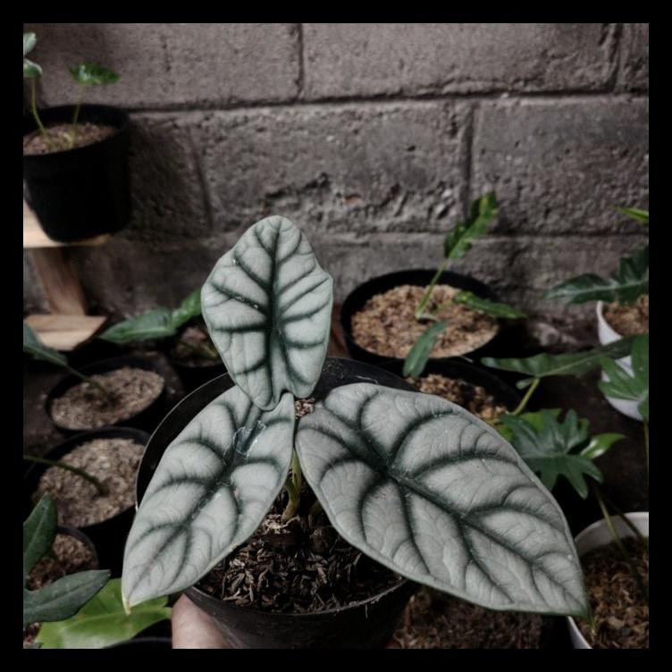 ALOCASIA DRAGON SILVER DAUN 2-3