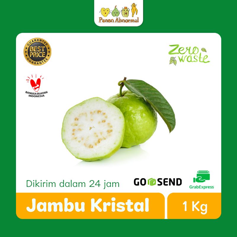 

Jambu Biji Kristal per Kg Panen Abnormal