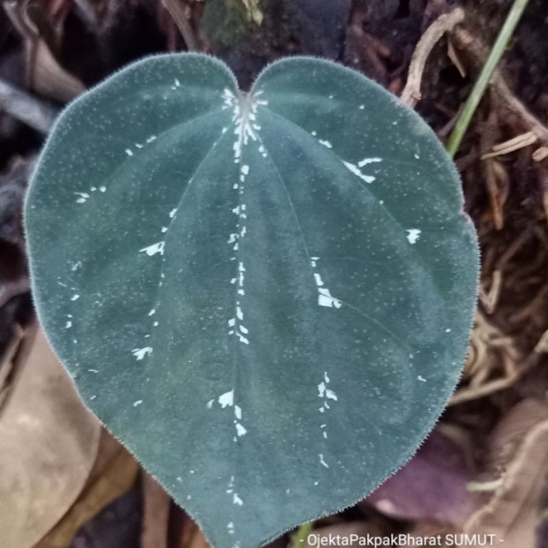 Anthurium Betel Sirih Keraton Anthurium Sirih Merambat Gantung Bunga & Tanaman
