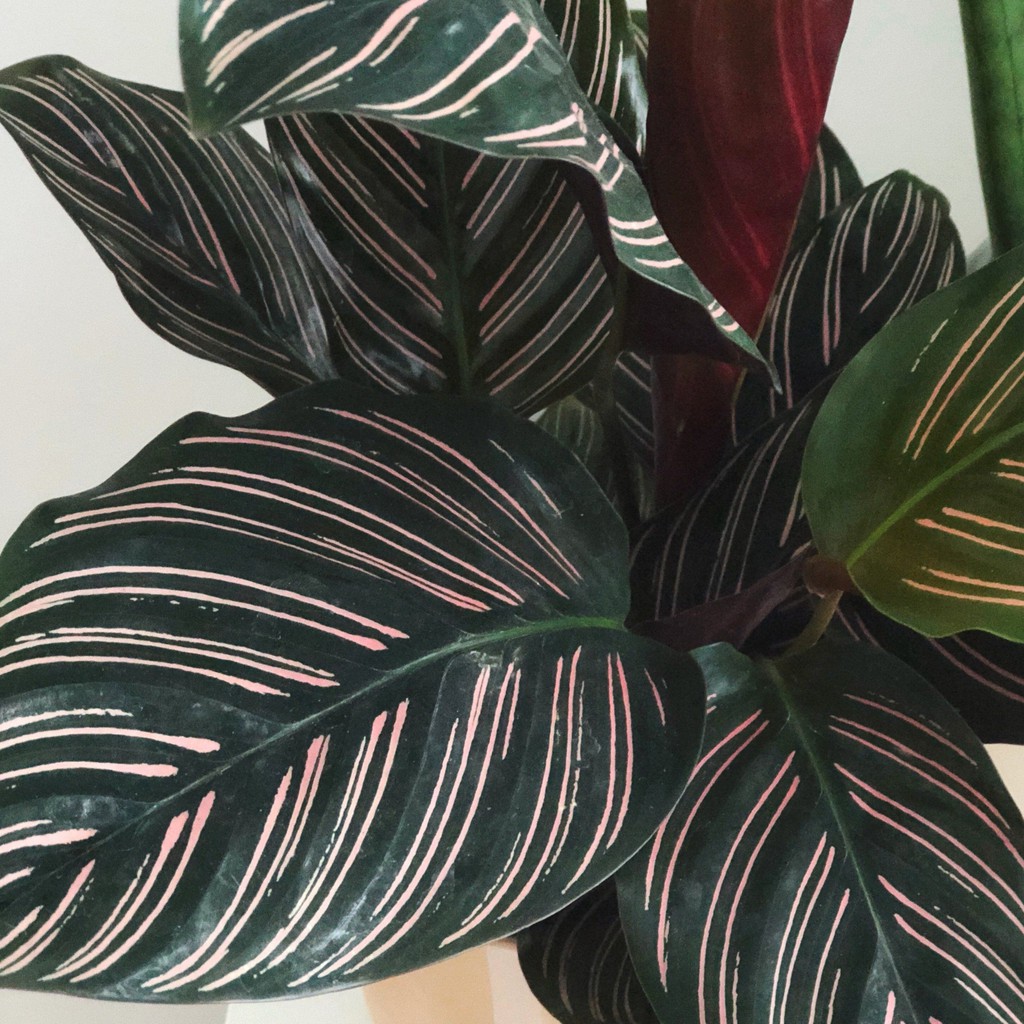 calathea ornata bibit tanaman hias daun