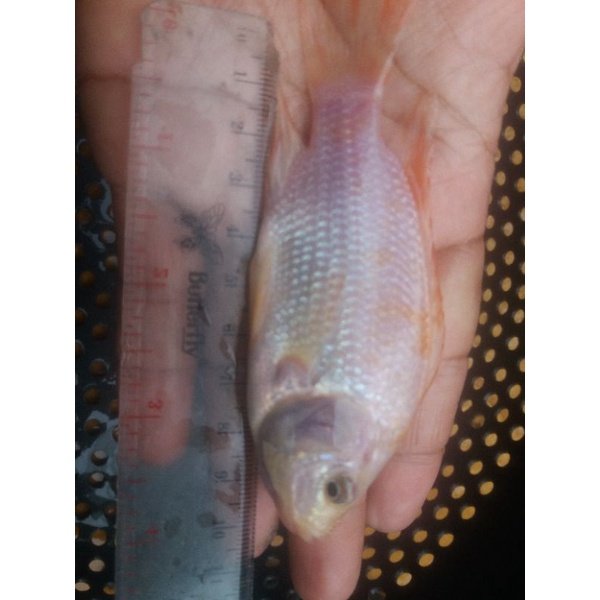 Bibit ikan nila bangkok