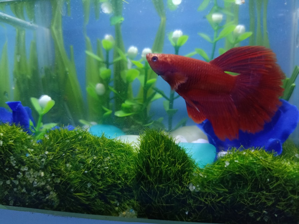 Kain Batik Solo Jarik Print Lawasan Parang Kembang Miring Saturnus 80.000