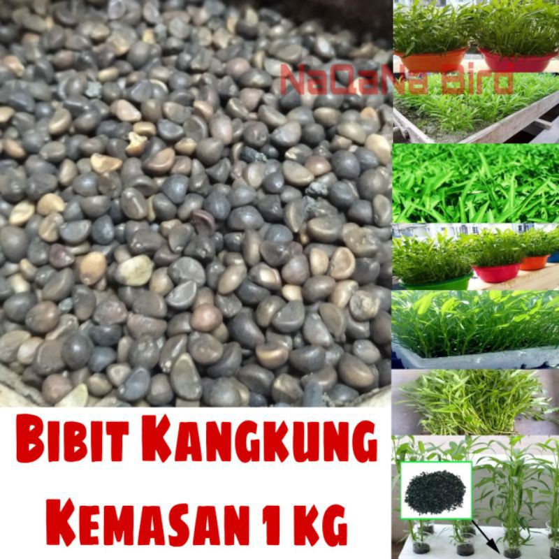 benih kangkung syauran curah kemasna 1kg