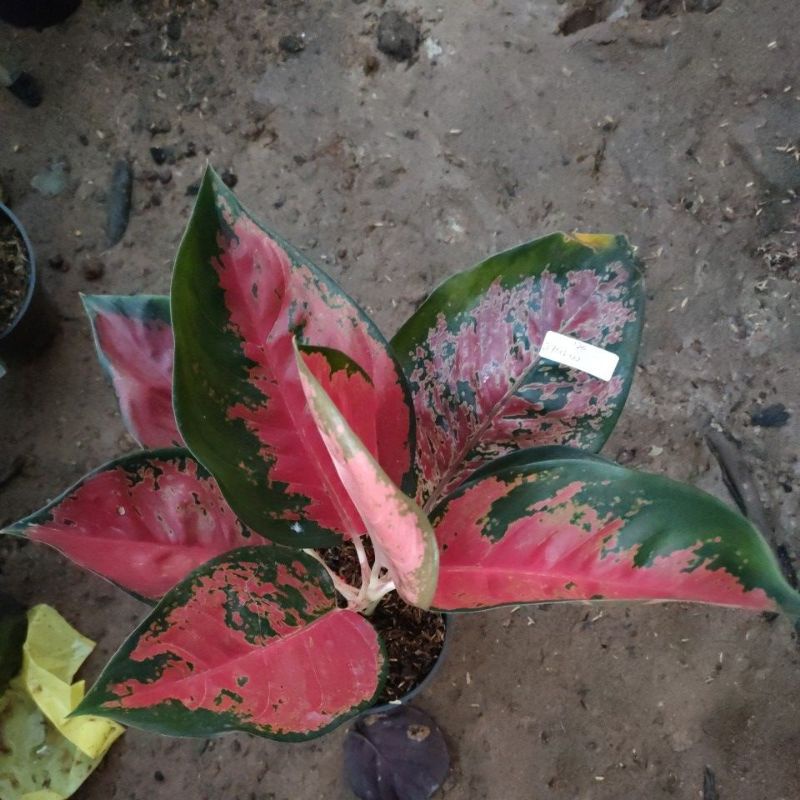 Bibit bunga aglonema suksom batik