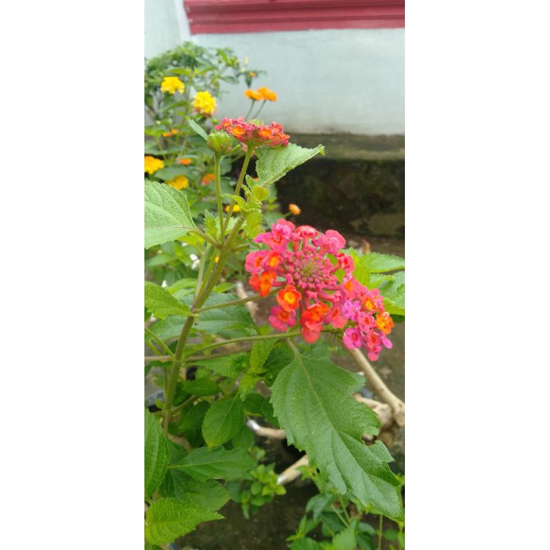 entres lantana merah naga