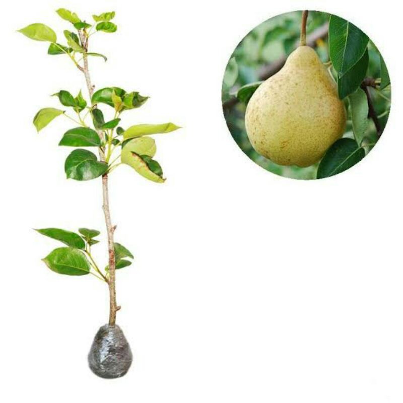 Bibit buah pir