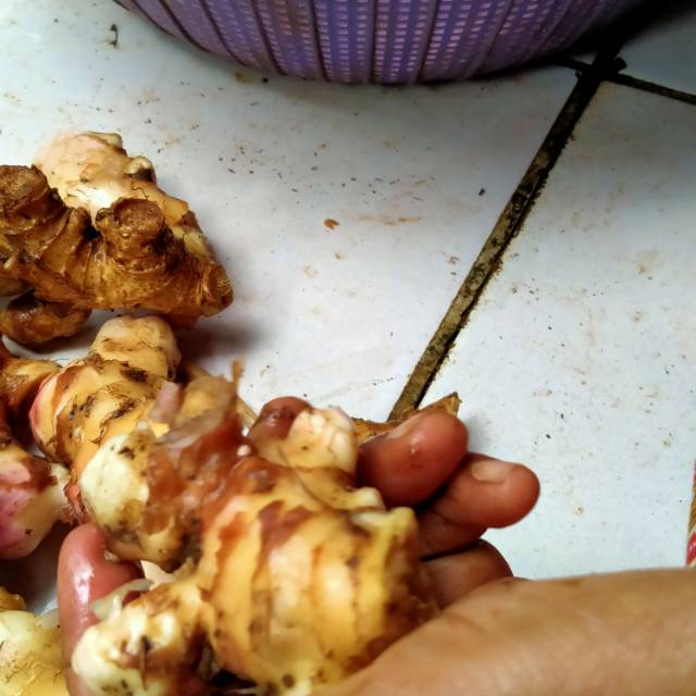 

Lempuyang segar murah 10ribu